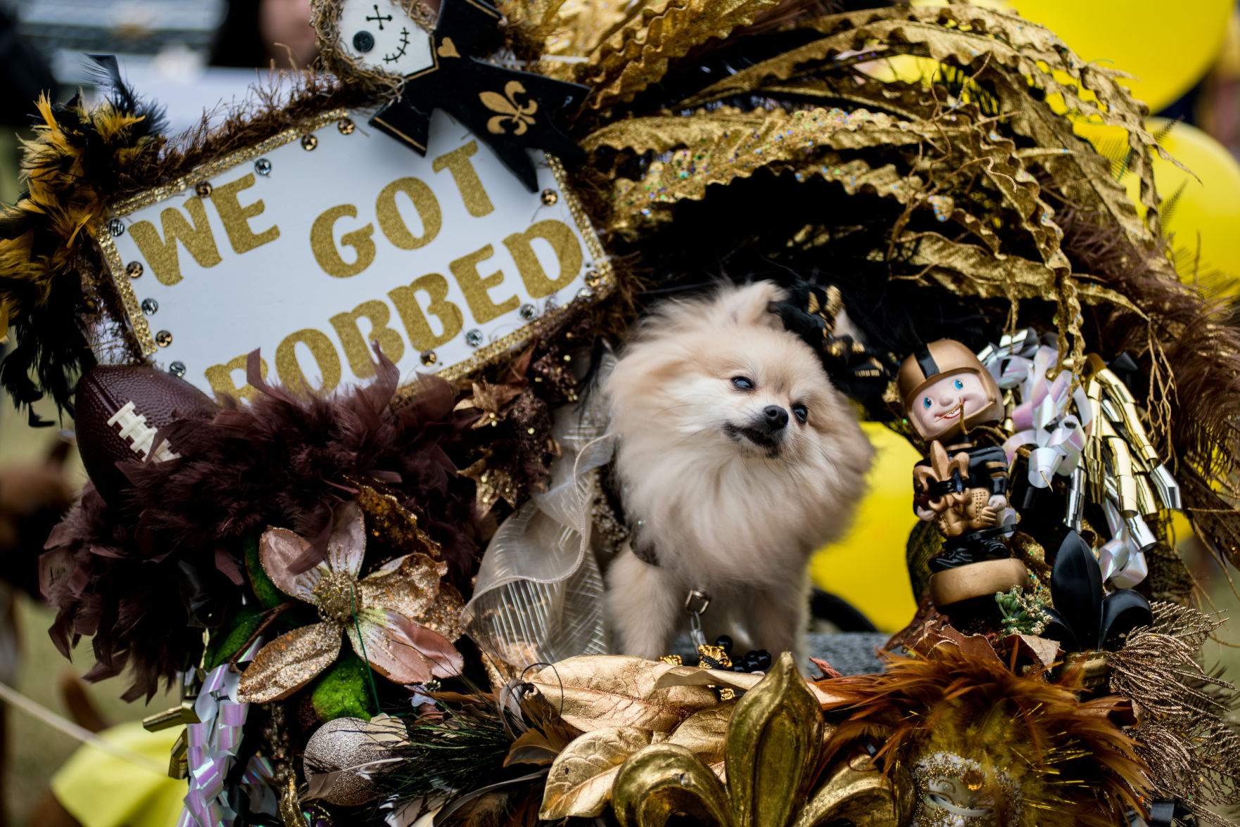 NO.petfest.021119.01205.jpg
